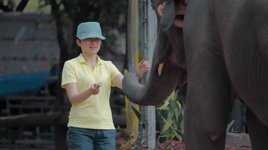 泰国旅游视频泰国大象园游客喂大象食物