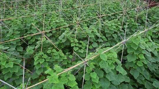 青瓜种植瓜篱航拍视频素材模板下载