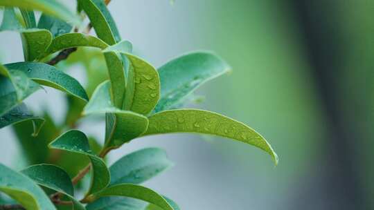 绿叶雨后雨滴水珠