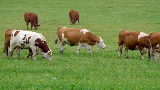 草场奶牛在吃草