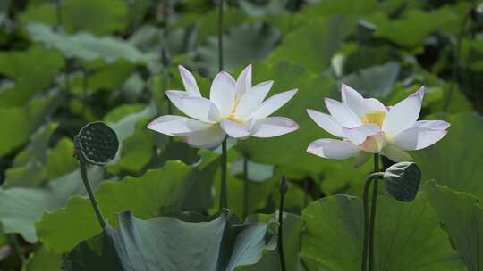 夏天池塘荷花莲花开放夏至立夏