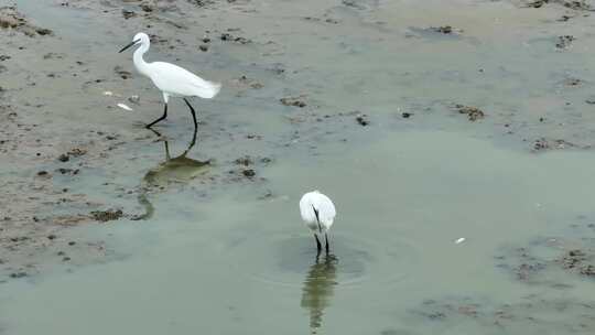 湖岸池塘鸟类鸟群白鹭群觅食