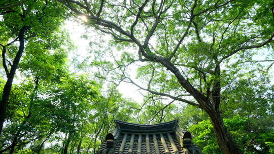 广州 越秀公园 古建筑 中式 园林 庭院 门楼