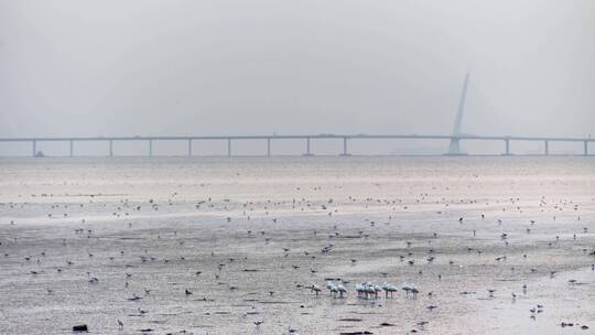 深圳湾鸟类栖息地自然风光视频