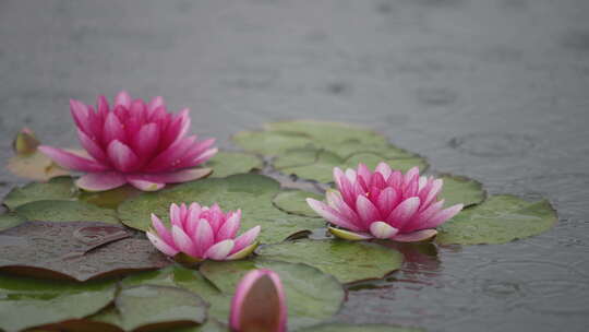 雨中水莲 莲花 睡莲 水莲