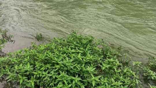 夏天河边生长的水蓼水草