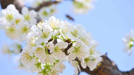 春天阳光下盛开的白色梨花蜜蜂采蜜