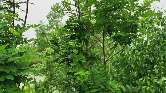 农村房屋花草树木绿色植物菜园