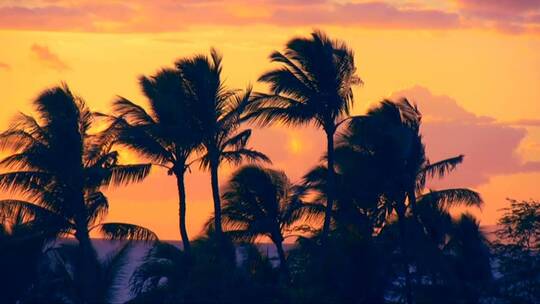 夕阳下的海边棕榈树
