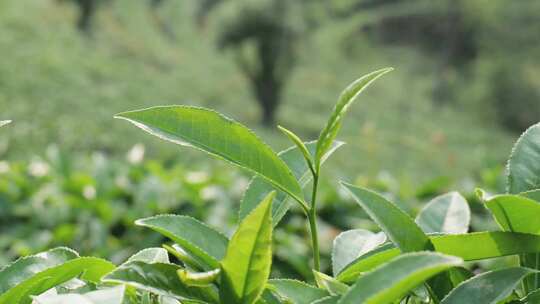 茶农在整齐的茶树梯田中劳作采茶