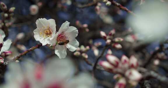 花，蜜蜂，授粉，开花