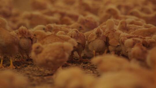 小鸡养殖场4视频素材模板下载