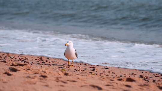 沙滩海滩上的海鸥休息的海鸥