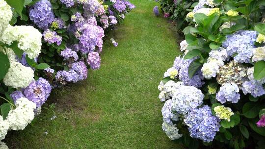 绣球花花园公园绿植植物园