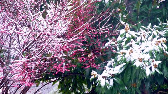 雪天里盛开的粉色梅花