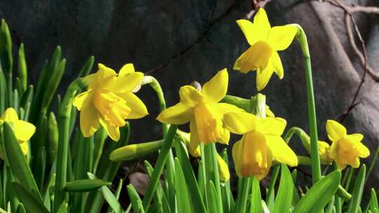 各种植物开花的瞬间