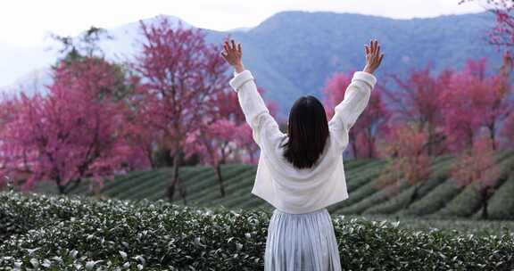 在樱花茶园里放松休闲度假的美女唯美慢镜头