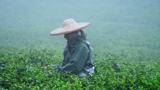 茶农采茶春茶白茶绿茶茶叶毛尖手工茶采茶