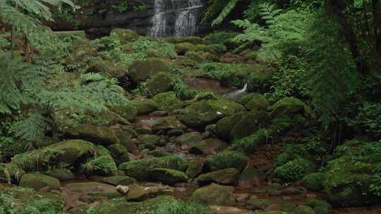 原始森林桫椤秘境溪流