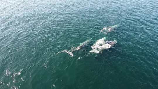 墨西哥南下加利福尼亚蓝色水域中的灰鲸，鸟视频素材模板下载