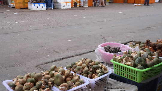 云南野生菌蘑菇交易市场