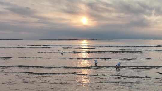 海边日出景象与沙滩海鸥风光