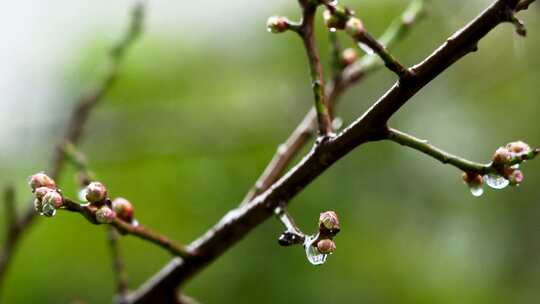 春天雨中的梅花花蕾