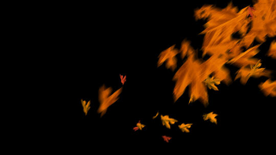 4K透明底秋天落叶树叶飘落枫叶遮挡转场