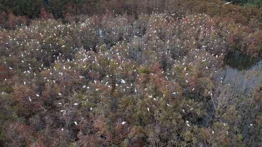 佛山市顺德伦教大涌水杉湿地候鸟白鹭群