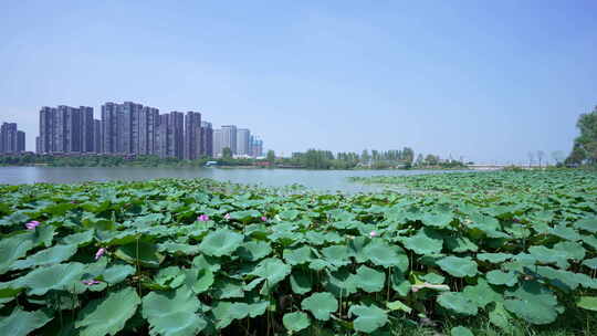 武汉江夏区汤逊湖壹号湿地公园