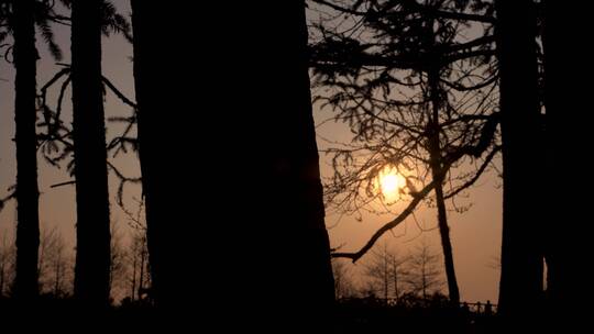 4K日落傍晚逆光拍摄树林视频素材模板下载