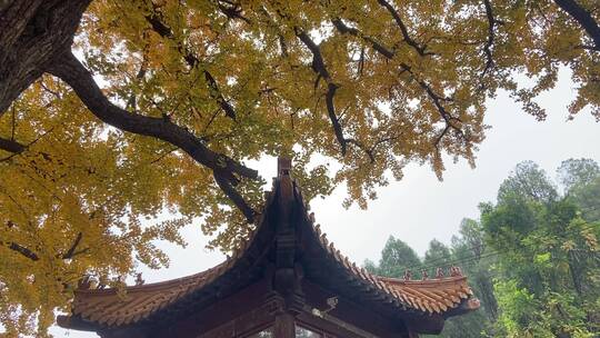 济南淌豆寺千年古银杏树