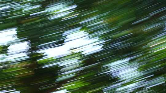 树叶光影模糊运动森林转场绿色树木快速移动