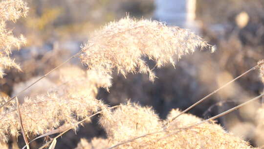 芦苇 禾本科 花 干芦苇 被子植物 芦苇毛