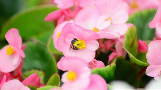 在秋海棠上采蜜的蜜蜂