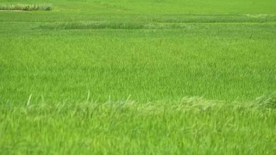 微风吹动绿色稻田风吹过稻苗麦浪