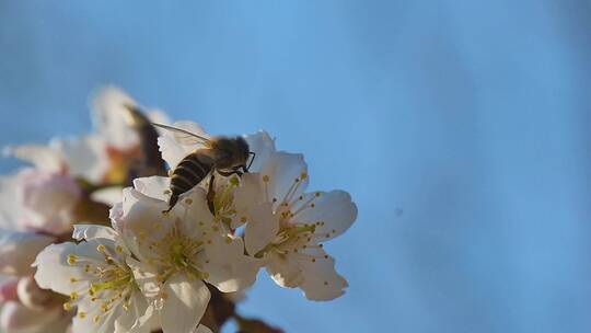 小蜜蜂采蜜，蜂蜜