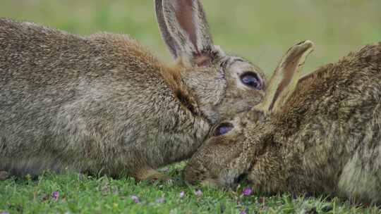 可爱的兔子在吃草野外自然亲自活动