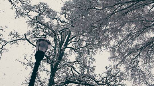 仰拍路灯和树木的雪景