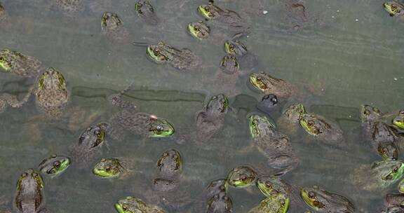 水塘里的青蛙