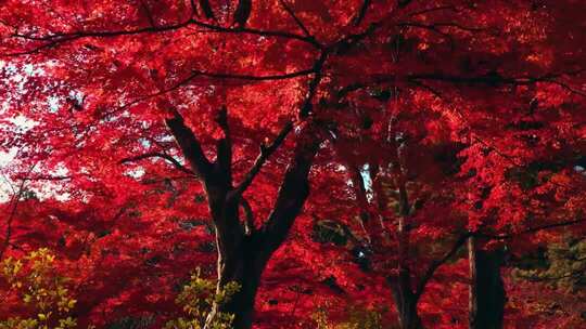 红枫树庐山中山植物园