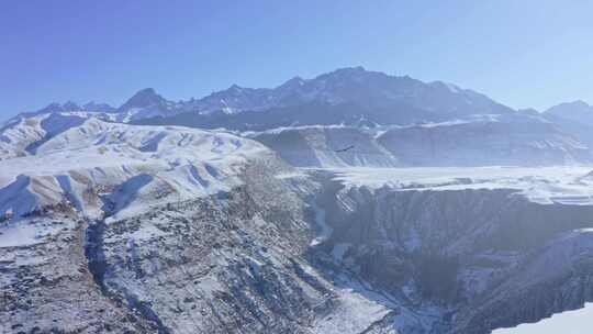 新疆旅行  雪山 老鹰 蓝天