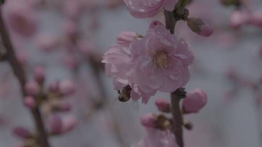 蜜蜂桃花采蜜慢镜头升格LOG