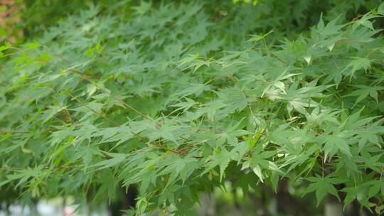 220516梅湖银杏树林A01672162