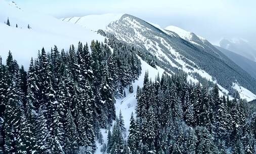 被雪覆盖的山林景象