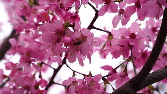 花开 春游踏青 游玩油菜花 公园赏花