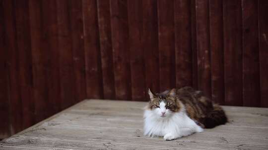 木制表面上的虎斑猫