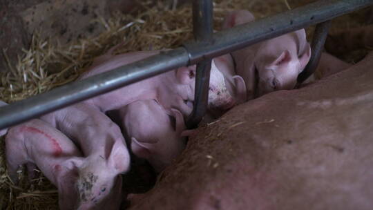 家畜农场的猪在饲养小猪