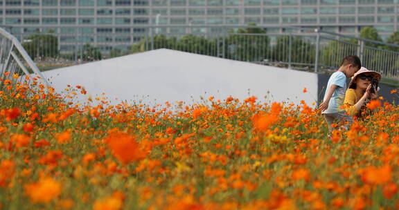 四季花田书香花海 四季花田