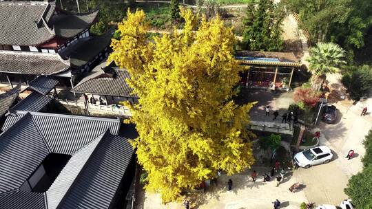 重庆天心寺银杏航拍